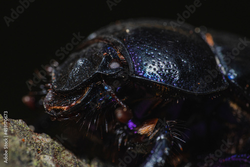 A macro photography of a dung beetle 