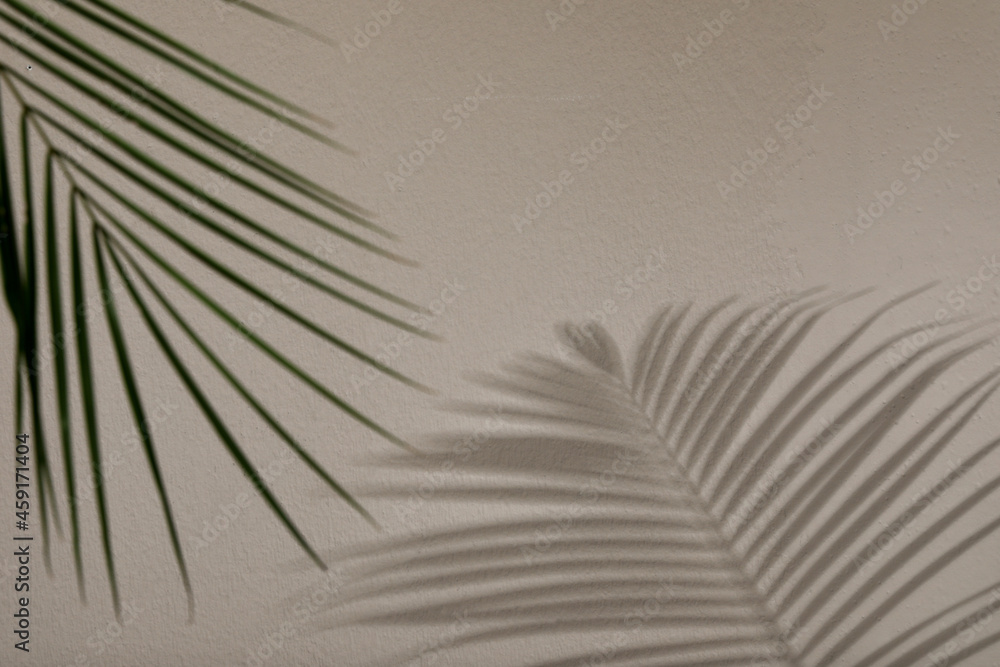 Obraz premium Tropical palm branch casting shadow on light wall