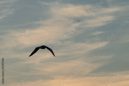 An European herring gull flies into the sunset  © Aleksandr