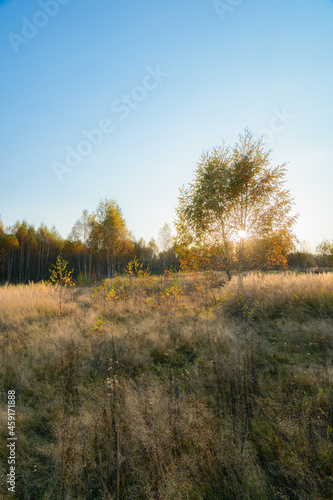 autumn forest in the evening