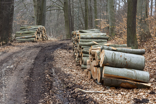 Drewniane pnie bukowe ułożone przy leśnej drodze