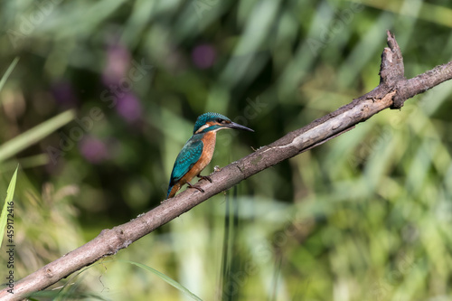 Common Kingfisher Alcedo atthis hunting by the river, beautiful colorful bird sitting on the branch and hunting fish, catching fish