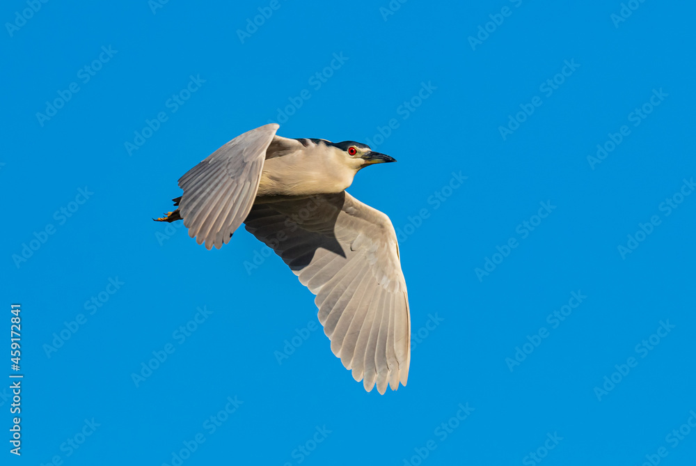 Obraz premium Black crowned night heron flies through the sky in Florida