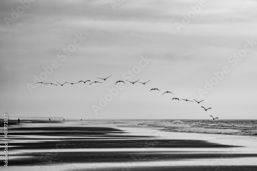Vászonkép Black and white image of flock of pelicans flying over Wrightsville beach at daw