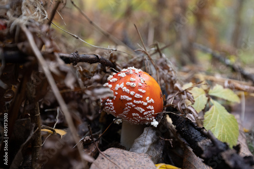 Red fly agaric in autumn forest in the leaves and dried grass.. Amanita muscaria.