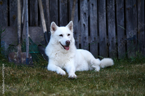 white haski dog sits and looks around photo