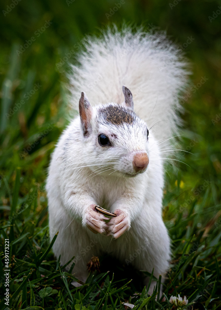 Cute white squirrel holds a seed in his hands Cute white squirrel holds a seed in his hands