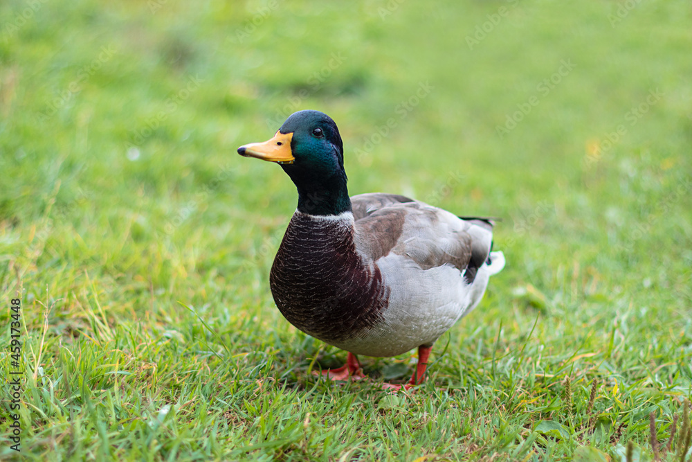 Close-up of a bright beautiful mallard duck drake on the grass.
