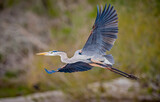 Great blue heron takes flight with wings wide in Florida