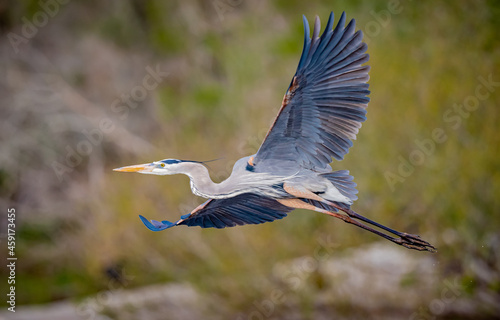Tela Great blue heron takes flight with wings wide in Florida