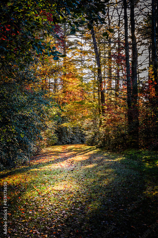 Late afternoon in colorful autumn forest with path in October