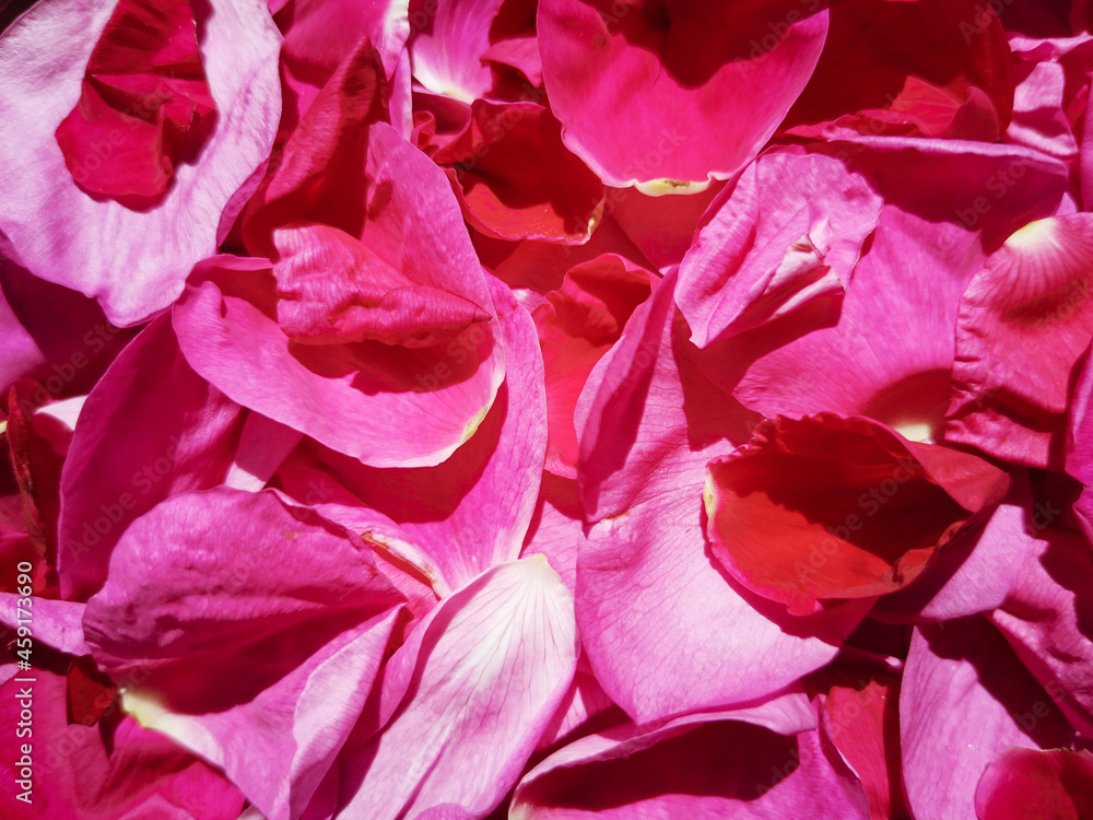 Close-up of fragrant, soft pink rose petals filling frame, in horizontal format