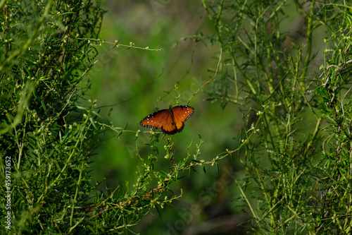 orange butterfly on a leaf