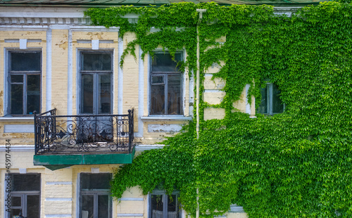 Wild grapes on the wall of the house