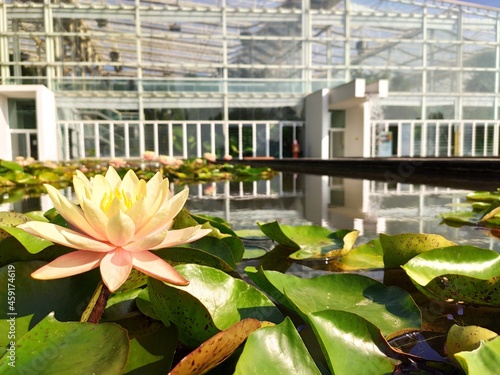 Padua, Italy: close-up of a yellow water lily in a pond with the greenhouse in the background, at the University of Padua Botanical Garden (Orto Botanico di Padova) 