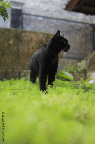 Black cat walking on green grass. Black cat stock photo