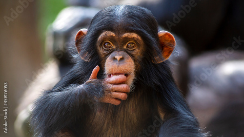 Fotografiet Close up portrait of a cute baby chimpanzee making eye contact