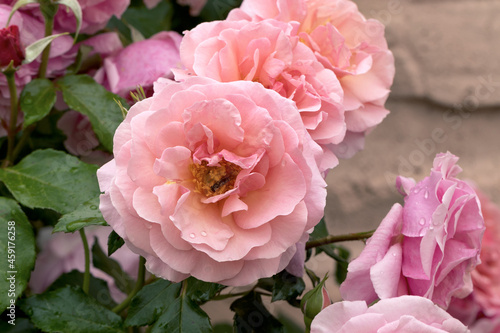 Large  fragrant  sumptuous  coral-pink roses with a bud against a dark-leafed rose shrub in spring. Pink rose flowers on the rose bush in the garden in summer. Flower background