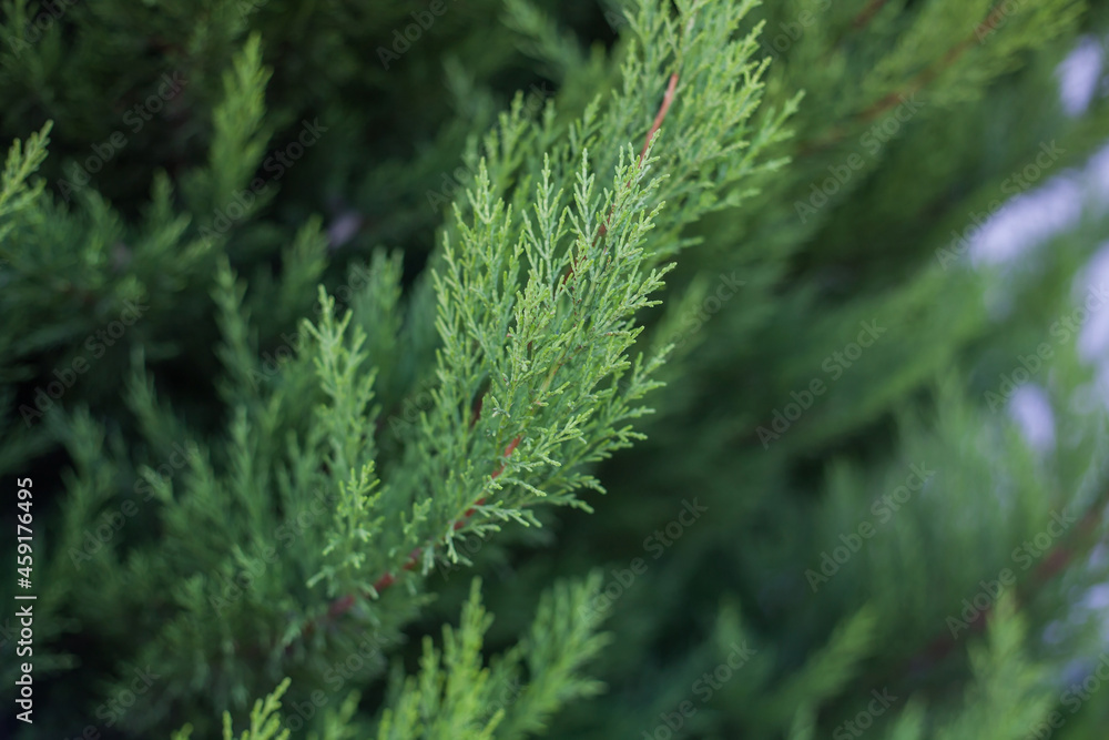 Selective focus of cypress branch or christmas evergreen tree. Selective focus of cypress branch or christmas evergreen tree.