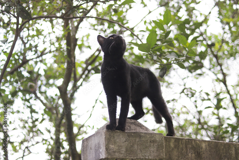 Obraz premium Curious Black cat looks up standing on fences. Black cat stock photo