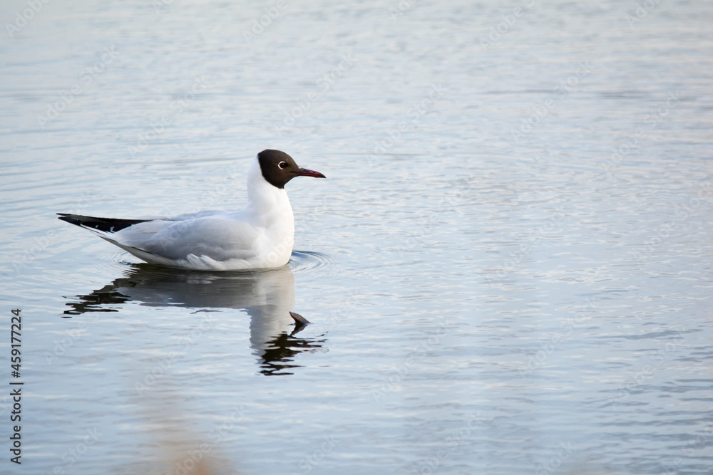 Black headed gull Black headed gull