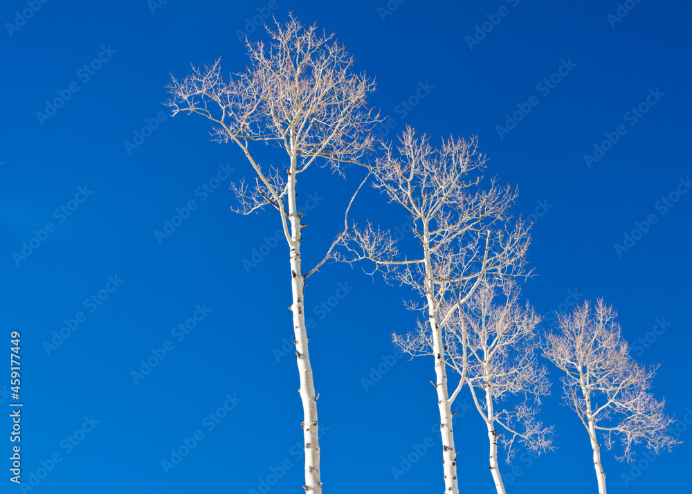 Aspen trees in winter with bare branches against a bright blue sky in Colorado