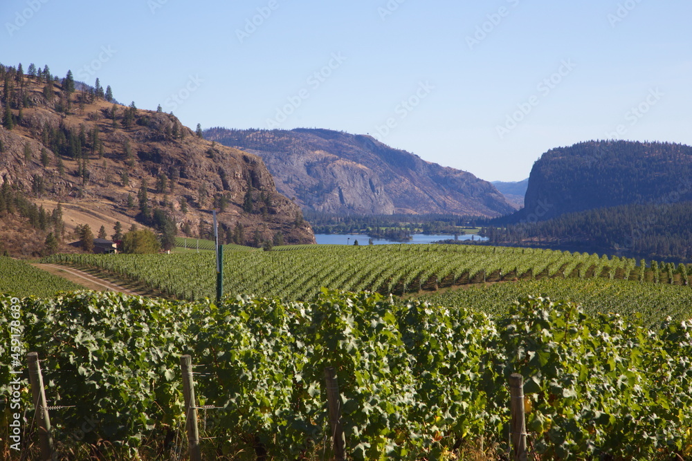 Vineyard overlooking Lake Vaseux
