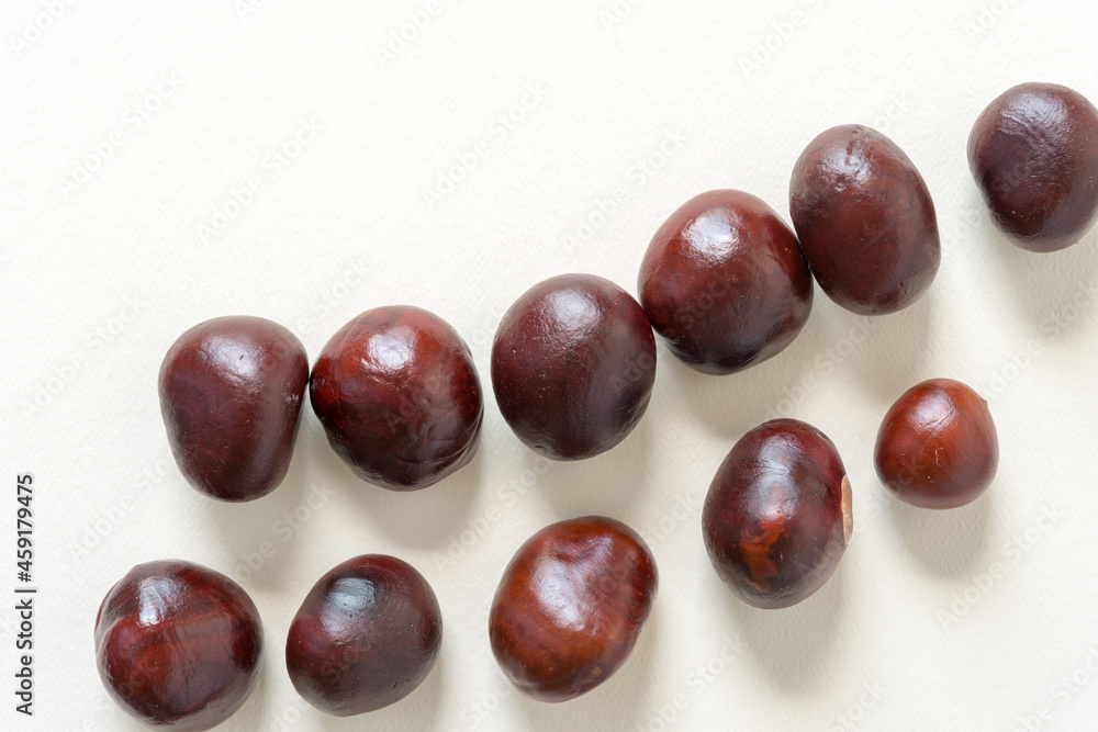 conkers (nut of the horse chestnut tree) conkers (nut of the horse chestnut tree)