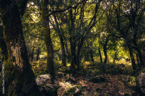 Ficuzza Wald - Alter Urwald auf Sizilien in Italien  Europa im September Herbst mit warmen Farben