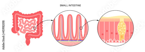 Intestinal villi anatomy photo