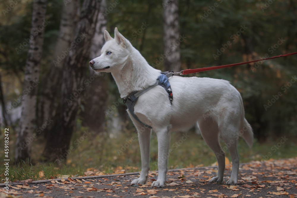 a white dog in a harness