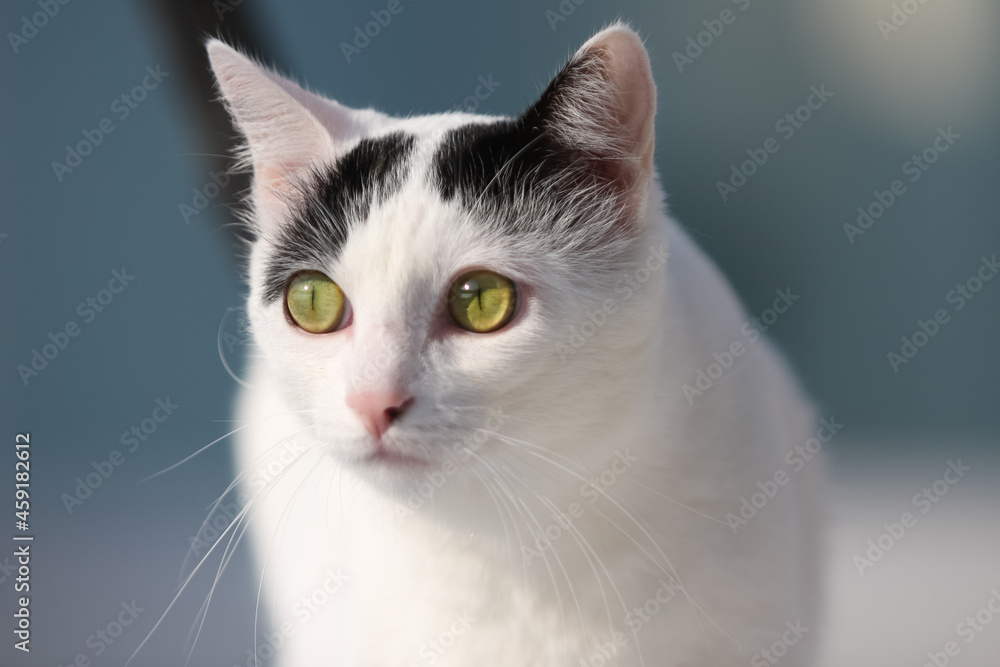 Portrait of a white cat with small black spots