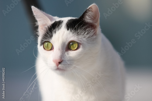 Portrait of a white cat with small black spots