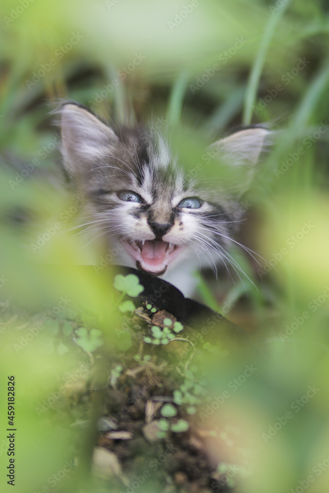 Cute angry kitten look into camera in the yard. Kitten stock photo.