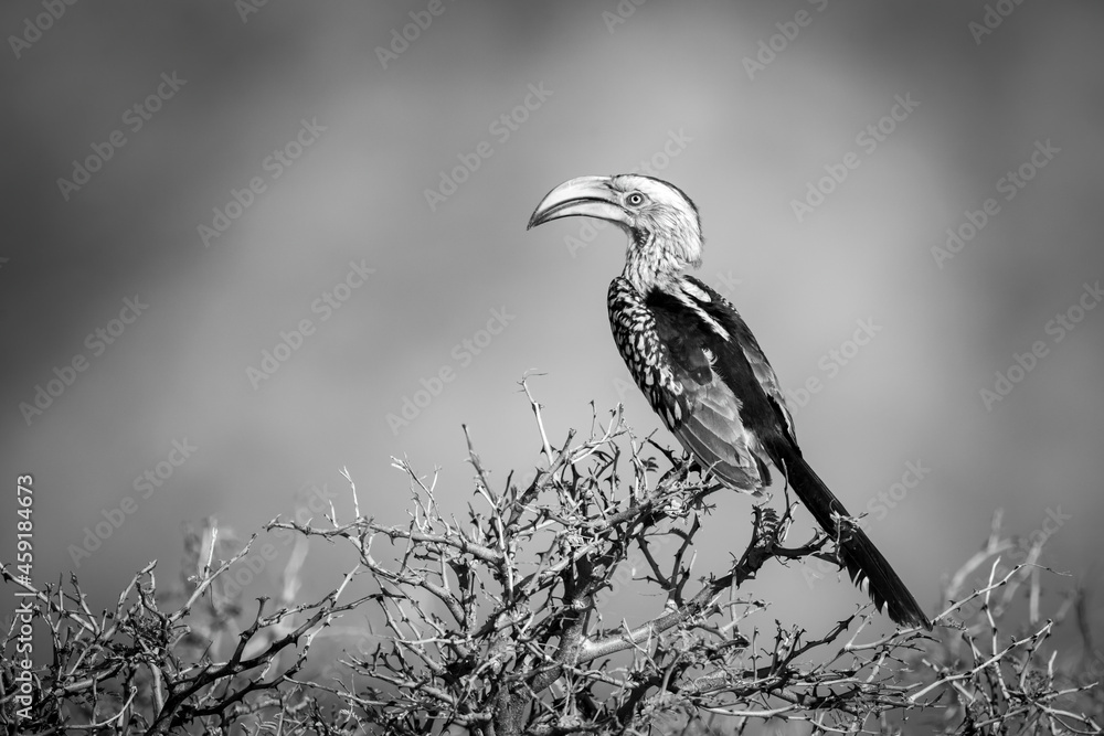 Obraz premium Mono southern yellow-billed hornbill perched in profile