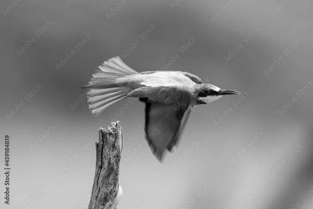 Naklejka premium Mono European bee-eater flies past tree stump