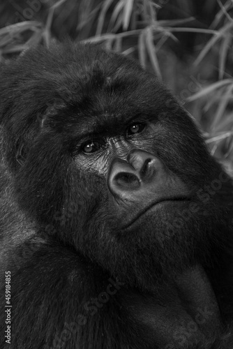 Mono close-up of silverback gorilla eyeing camera photo