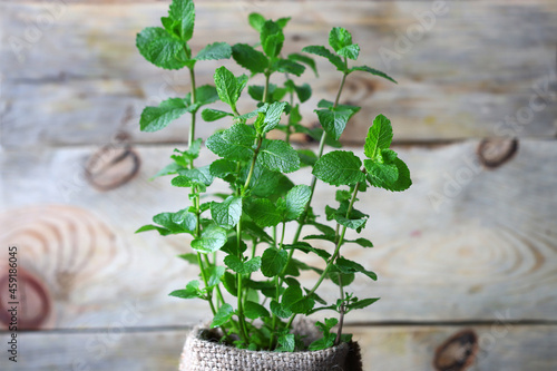 Fresh mint grows in a pot. Home greens and herbs. Organic plants.