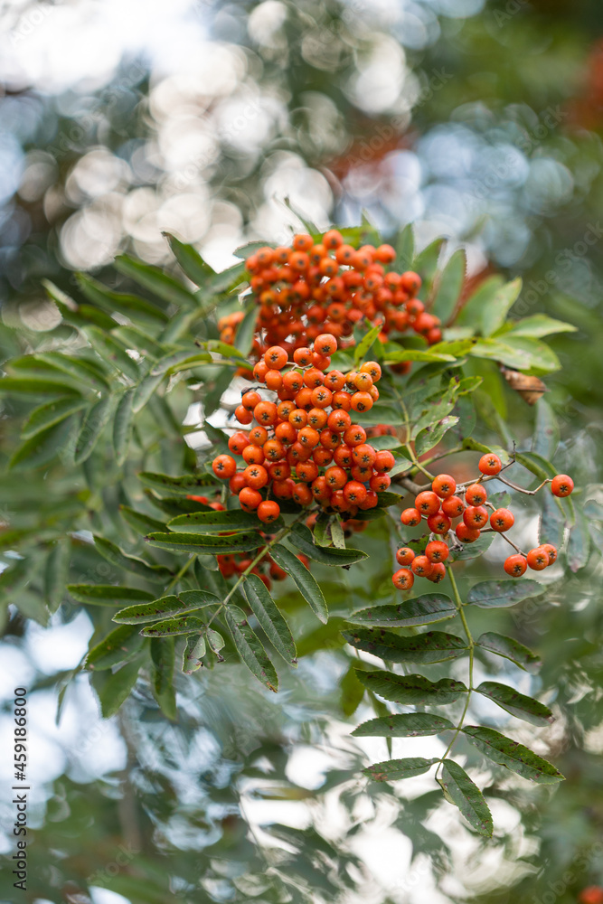 red rowan berries red rowan berries