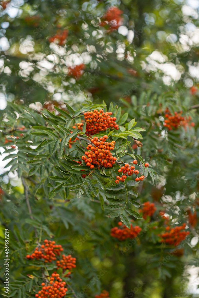 christmas branches christmas branches