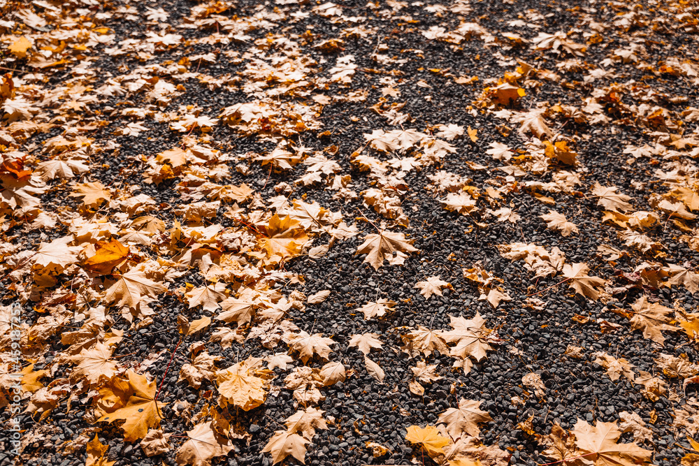 Colorful background of fallen leaves. Autumn fallen yelllow and orange leaves on the ground in the forest. Seasonal scenic beautiful background. Colorful background of fallen leaves. Autumn fallen yelllow and orange leaves on the ground in the forest. Seasonal scenic beautiful background.