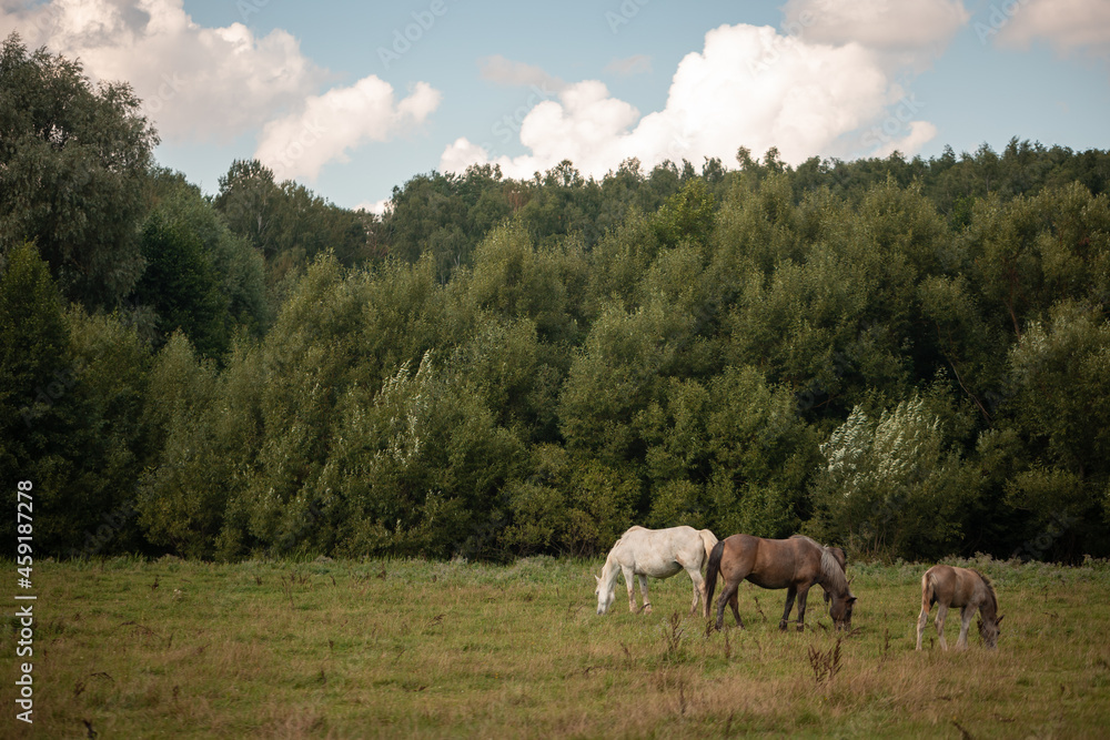 Fototapeta premium horses in the meadow