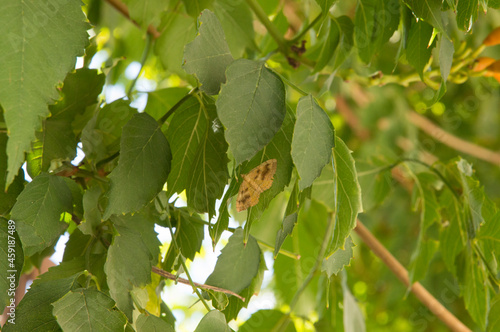 close-up: pale brown European corn borer butterfly photo