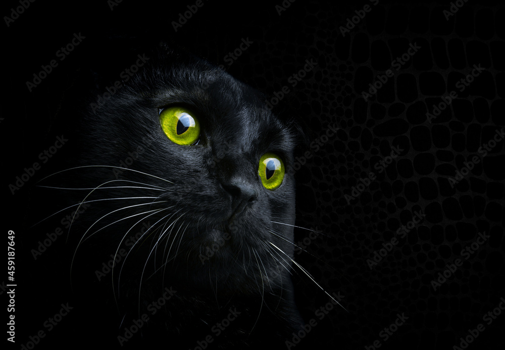 Black cat with green eyes close-up. Portrait of a black cat.