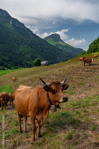Milking Tarentaise dairy cows in the Bauges massif in the French Alps