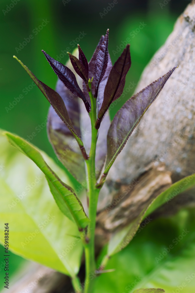 Fototapeta premium Detail of the growth of a lemon tree