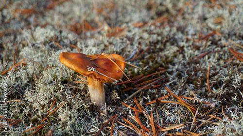 orange mushroom grows in the forest moss yagel autumn photo