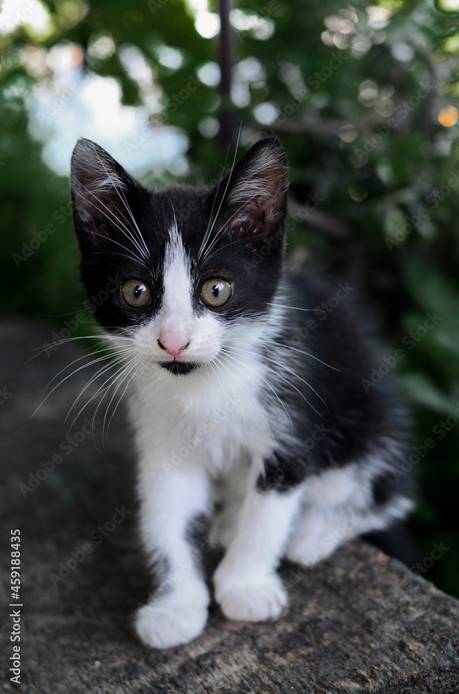 Black and white cat portrait