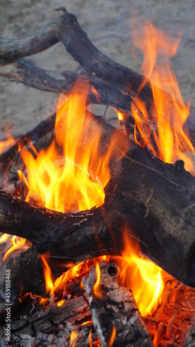 bonfire wood burning fire in the forest camping