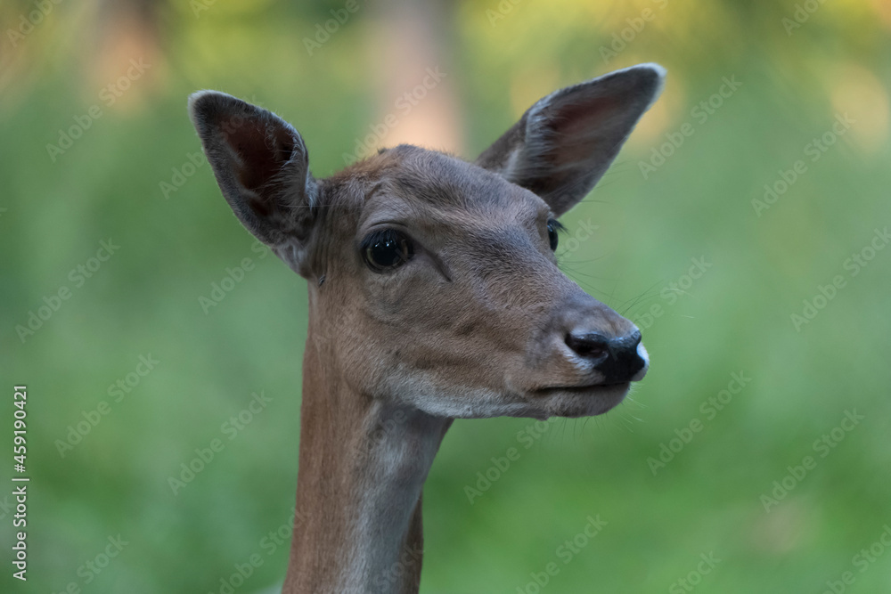Portrait of a deer on the meadow
